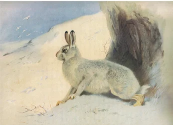 The Mountain Hare in winter, fra Thorburns Pattedyr udgivet af Longmans og Co, ca. 1920