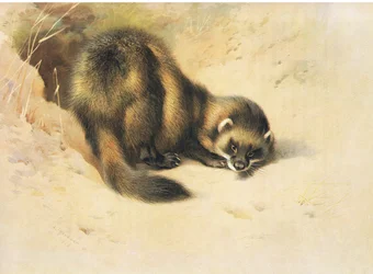 The Polecat, fra Thorburn