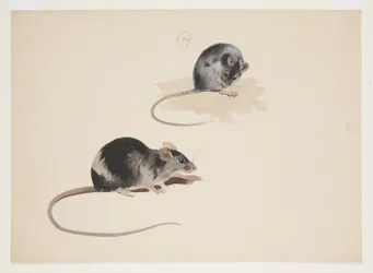 To undersøgelser af sort rotte, ca. 1915 (akvarel og kropsfarve over blyant på papir)