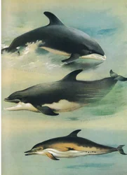 White Beaked Delfin, Bottlenose Delfin og almindelig delfin, fra Thorburn