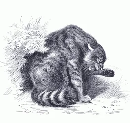 Wild Cat, fra Thorburn