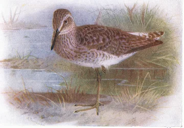 Wood Sandpiper, fra Birds of the British Isles and Their Eggs udgivet af Frederick Warne & Co Ltd, 1958