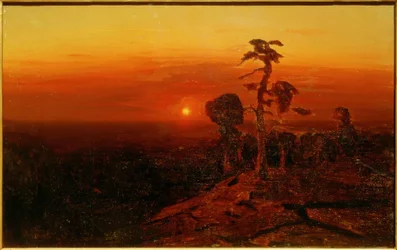 Solnedgang over en fyrreskov
