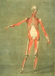 Deeper Muscular System of the Front of the Body, plade 5 fra et komplet anatomiforløb med tekst af Jadelot, indgraveret af kunstneren, pub. 1773 (mezzotint)