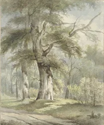 skov udsigt