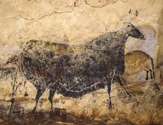 Sort ko. Hulemaleri fra Lascaux, ca. 16.000-15.000 f.Kr.