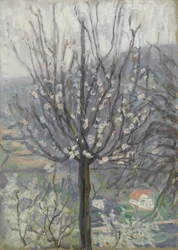 Blossom, tidlig morgen