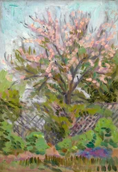 Kirsebærblomst med espalier hegn nedenfor