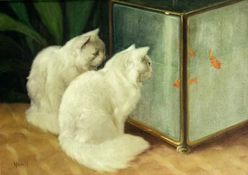 Hvide katte, der betragter guldfisk