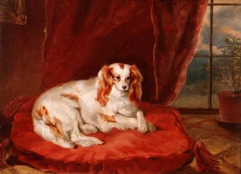 En Cavalier King Charles Spaniel liggende på en rød pude
