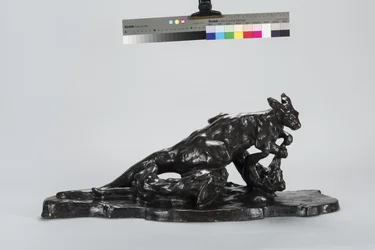 Kænguru og hund