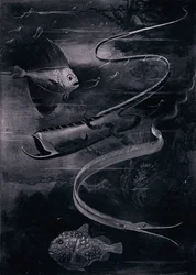 Dybhavsfisk (litho)