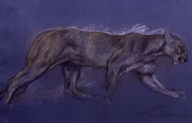 Puma (kridt på papir)
