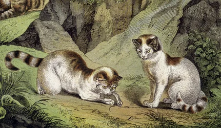 To katte, der leger (gravering)