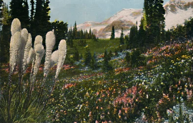 Indiansk kurvegræs i Mount Rainier Nationalpark, ca. 1916