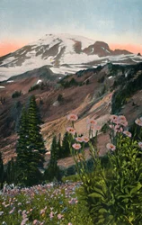 Lilla asters i Mount Rainier National Park, ca. 1916