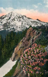 Primrosen på Mount Rainier, c1916