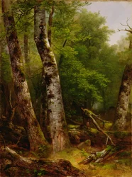 Birk og ahorn, 1855