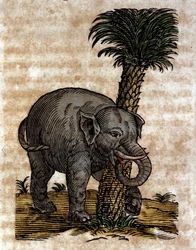 En elefant gnider sig mod en palmestamme Gravering fra et værk af Athanasius Kircher (1601 - 1680), jesuite, orientalist og lærd.