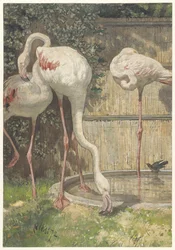 Tre flamingoer nær et bassin