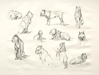 Undersøgelse af hunde