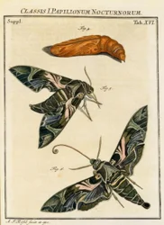 Sommerfugl Daphnis neri / Rösel v. R.
