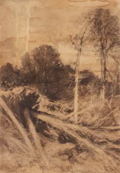 træ undersøgelse