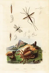 Rød frøkrabbe, slangeflue og vandfugl.