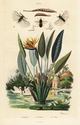 Soldaterflue, traneblomst og 1834-1839 (gravering)