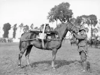 En australsk soldat, 244 chauffør F W Stephenson, 2. australske maskingeværbataljon, med en pakkehest lastet med et maskingevær på Australian Pack Training School i Morbecque, 29. august 1917