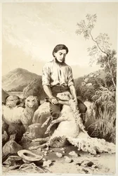 Fåreklipning, fra The History of Australasia af David Blair, McGrady, Thomson og Niven, 1879