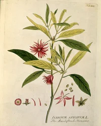 Botanisk: ""Anisstjerne"" (Illicium anisatum) Tallerken tegnet fra "Medicinalium secundum Linnaei digestarum" af Joseph Jacobi Plenck (1735-1807) 1788-1803 Privat samling