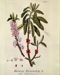 Kasvitieteellinen: ""Bois-joli"" (Bois joli) (tai Bois-gentil, Bois gentile) (Daphne mezereum) Lankku, joka on piirretty Joseph Jacobi Plenckin (1735-1807) "Medicinalium secundum Linnaei digestarum" -lajista" 1788-1803 Yksityinen kokoelma