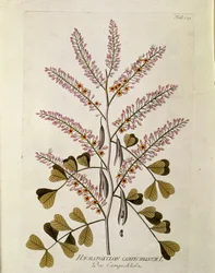Botanisk: ""Campeche"" (Haematoxylon campechianum) Planke tegnet fra ""Medicinalium secundum Linnaei digestarum"" af Joseph Jacobi Plenck (1735-1807) 1788-1803 Privat samling