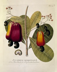 Botanisk: "Cashewnødder" (Western Anacardium) Plade tegnet fra "Medicinalium secundum Linnaei digestarum" af Joseph Jacobi Plenck (1735-1807) 1788-1803 Privat samling