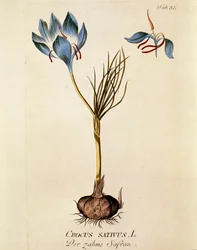 Botanisk: "Safran" (Crocus sativum) Plade tegnet fra "Medicinalium secundum Linnaei digestarum" af Joseph Jacobi Plenck (1735-1807) 1788-1803 Privat samling