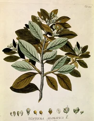 Botanisk: "Vinterbark" (Wintera aromatica) Planke tegnet fra "Medicinalium secundum Linnaei digestarum" af Joseph Jacobi Plenck (1735-1807) 1788-1803 Privatsamling