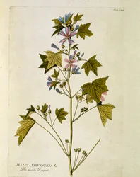 Botanisk: ""stor lilla"" (Malva sylvestris) Tallerken fra ""Medicinalium secundum Linnaei digestarum"" af Joseph Jacobi Plenck (1735-1807) 1788-1803 Privat samling