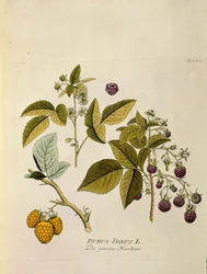 Botanisk: "hindbær" (Rubus idaeus) Planke tegnet fra "Medicinalium secundum Linnaei digestarum" af Joseph Jacobi Plenck (1735-1807) 1788-1803 Privat samling