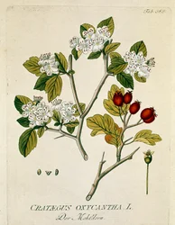 Botanisk: "" spinous aubepine "" (Crataegus oxycantha) Planke trukket fra "" Medicinalium secundum Linnaei digestarum"" af Joseph Jacobi Plenck (1735-1807) 1788-1803 Privat samling