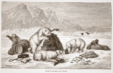 Isbjørne angriber vores bagagepub. Wien 1876 (gravering)