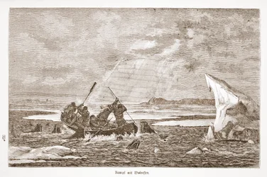 Kamp med hvalros, 1876