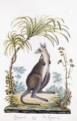 Kænguru, 1794
