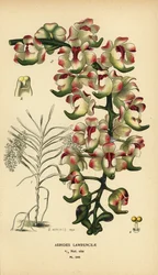 Aerides lawrenceae orkidé. Udryddelsestruet. Kromolitografi af en illustration af B. Herincq fra Edward Steps Favourite Flowers of Garden and Greenhouse, Frederick Warne, London.