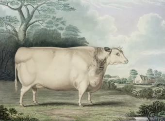 Habertoft korthornede prisko, graveret af C. Hunt, 1842 (farvestik)