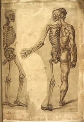 Add. 5259, f.19, Menneskeskelet og halv figur, fra 