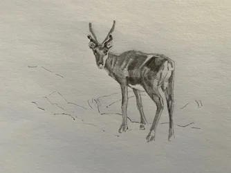 Rensdyr, 2019