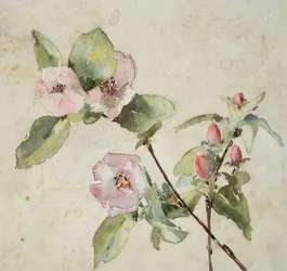 Grene af lyserøde blomster (akvarel på papir)