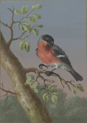 Bullfinch Fire gouacher af fugle (serietitel)