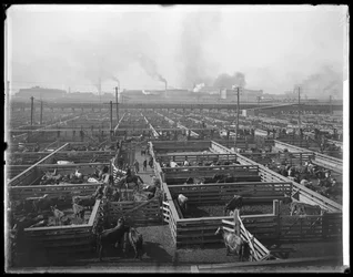 Kvægstier på Union Stock Yards, Chicago, Illinois, USA, ca. 1900 (s/h-foto)